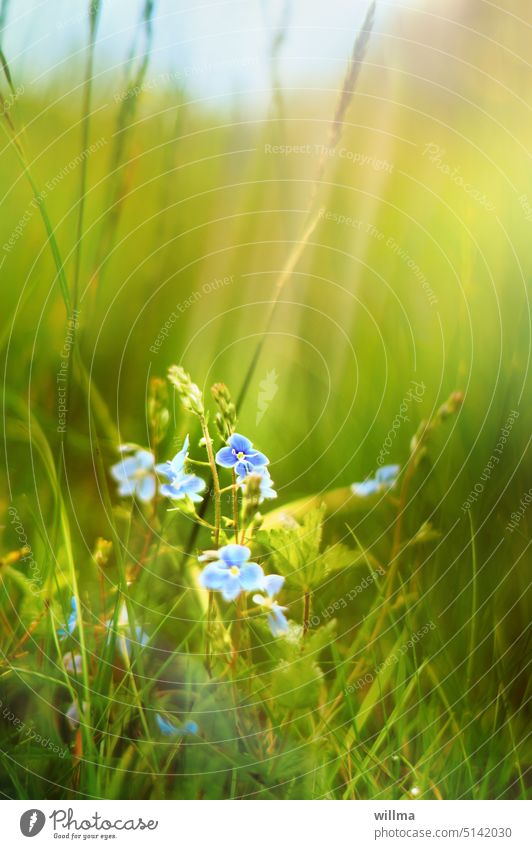 Order of Merit wAw honorary prize little flowers Flower Blue Veronica Plant Meadow Green Blossoming Summer Close-up Shallow depth of field