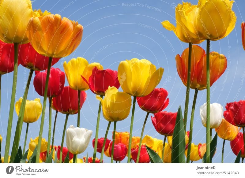yellow tulips red tulips white tulips against blue sky Tulip blossom Flower Spring Blossom Plant Blossoming Colour photo Nature Spring fever Red Yellow White