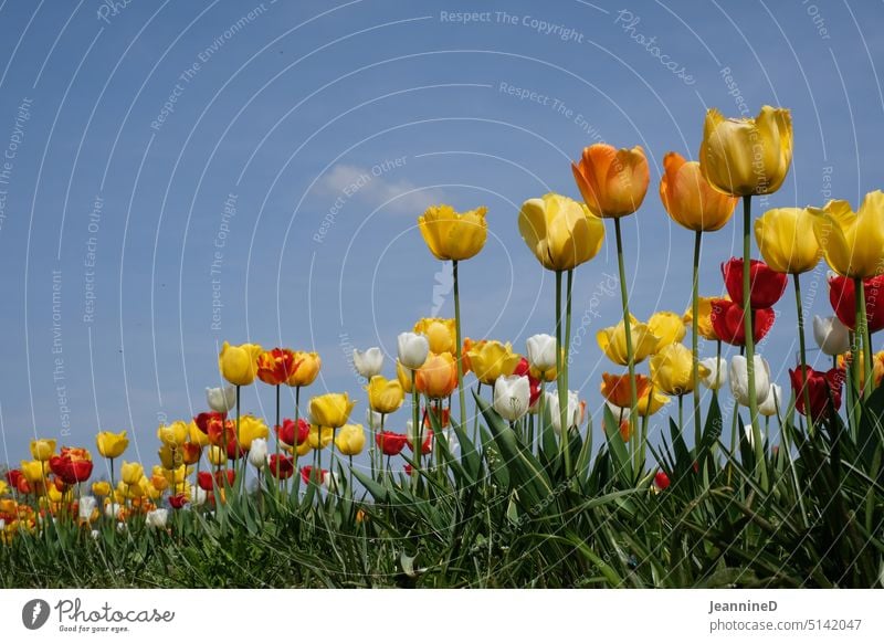 yellow tulips orange tulips white tulips red tulips against blue sky Spring Flower Blossoming Colour photo variegated Red Yellow White Orange Flower field