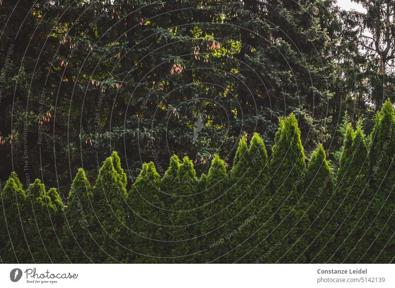 Jagged hedge illuminated by the sun Hedge hedge plant Temperature curve Bushes Green Nature Plant Foliage plant Prongs sharpen Garden naturally Park Environment