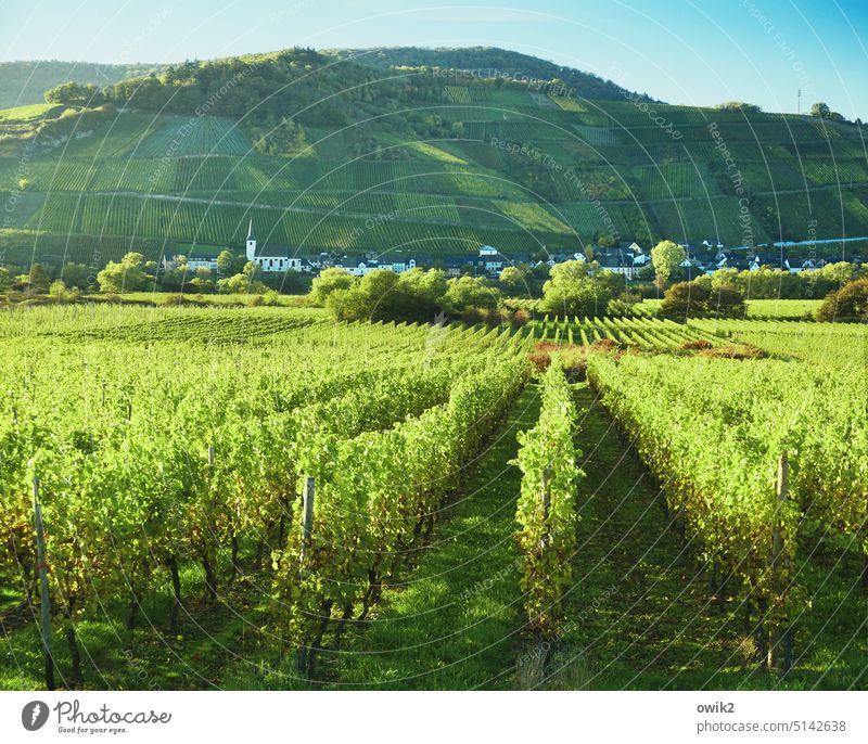 Green lines Overview farsightedness wide vine Place of longing vineyards Sunlight Mountain houses Environment Wanderlust Beautiful weather Freedom