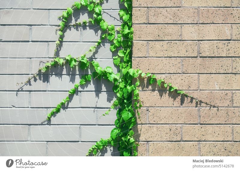 Brick wall with green vine creeper background, color toning applied. brick plant nature leaf ivy texture wallpaper building detail abstract space toned effect