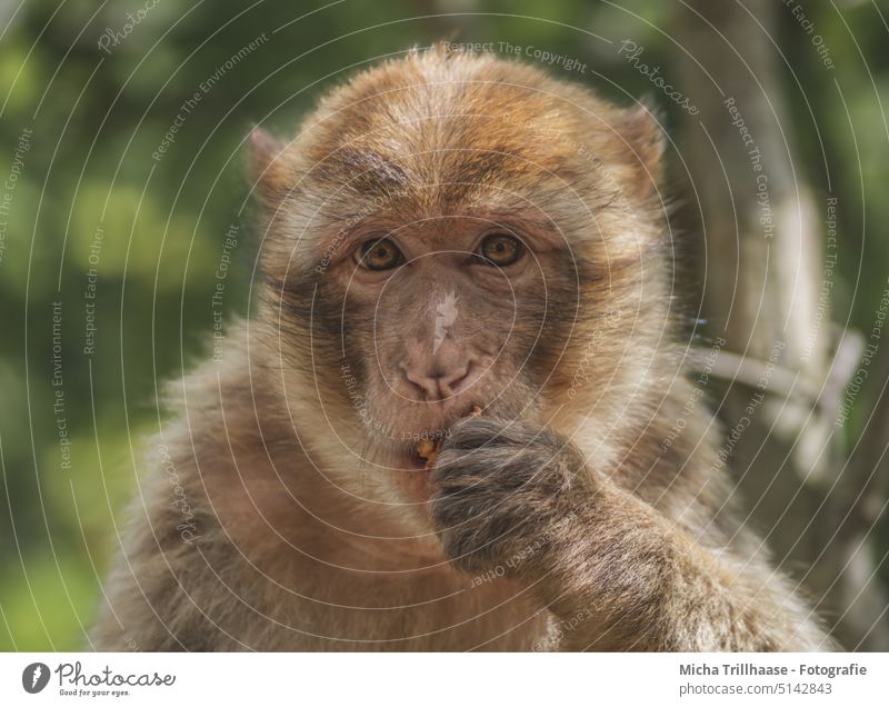 Eating Barbary ape Macaca sylvanus Monkeys Head Animal face Looking Face eyes ears Nose Muzzle To feed nibble Costs try Fingers Paw Pelt Wild animal Nature
