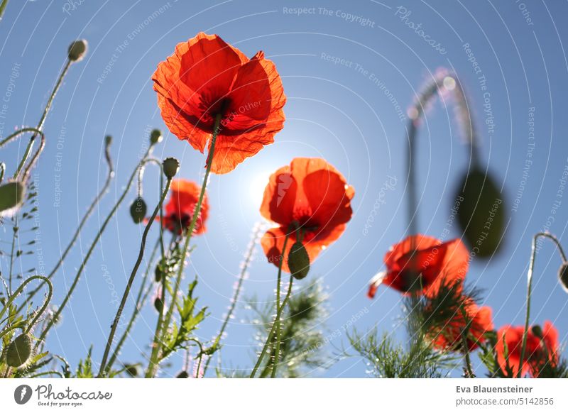 Poppies backlit, blue sky flowers poppies Flower meadow Red Sunlight Blue sky blossoms