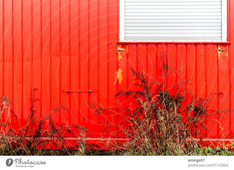 Red construction container with front garden Construction site Window Roller shutter Closed roller shutter Front garden wild plants Weed Exterior shot Deserted