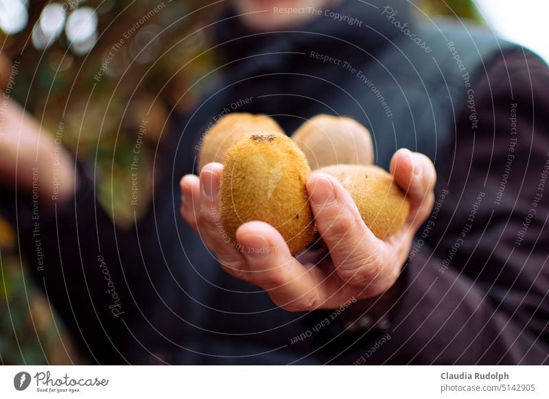 Close up of man hand with freshly harvested kiwi fruit Kiwifruit kiwis Harvest reap fruits fresh fruits Fresh Gardening harvest season Fruit garden