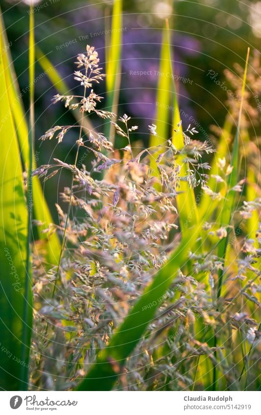Close up of summer grasses in evening light with bokeh in background Grass blossom Grasses in light Grasses in the wind Flowering grass blades of grass Summer