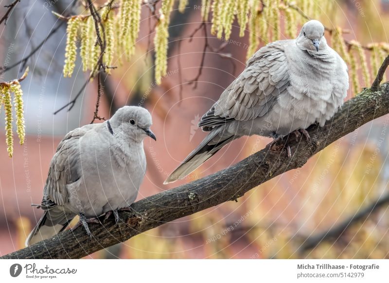 Eurasian collared doves - couple in tree Collared Dove Streptopelia decaocto Pigeon Animal face Head Eyes Beak Feather Plumed Grand piano Bird Nature Sun