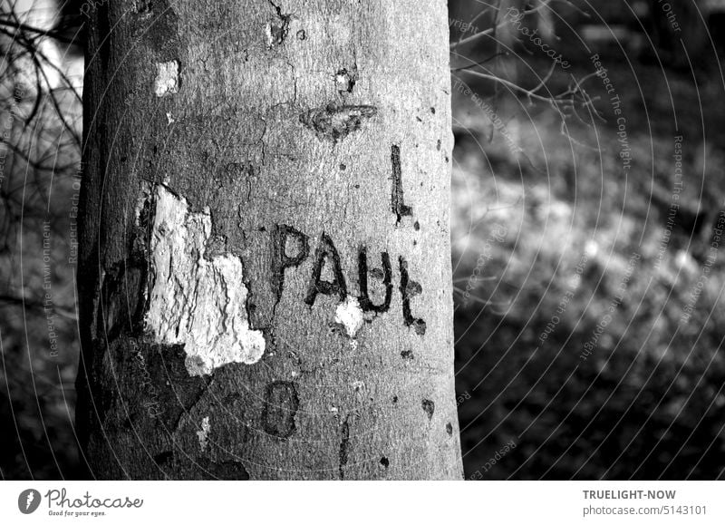 Damaged beech trunk, partial view with incised name PAUL, monochrome Tree Tree trunk Beech tree Beech trunk Tree bark injured paul Name engraved writing