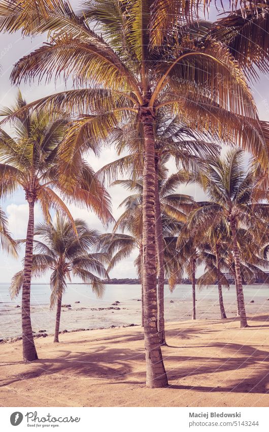 Retro toned photo of a tropical beach, summer vacation concept. Caribbean palm retro nature island travel coconut paradise sea vintage ocean landscape sand