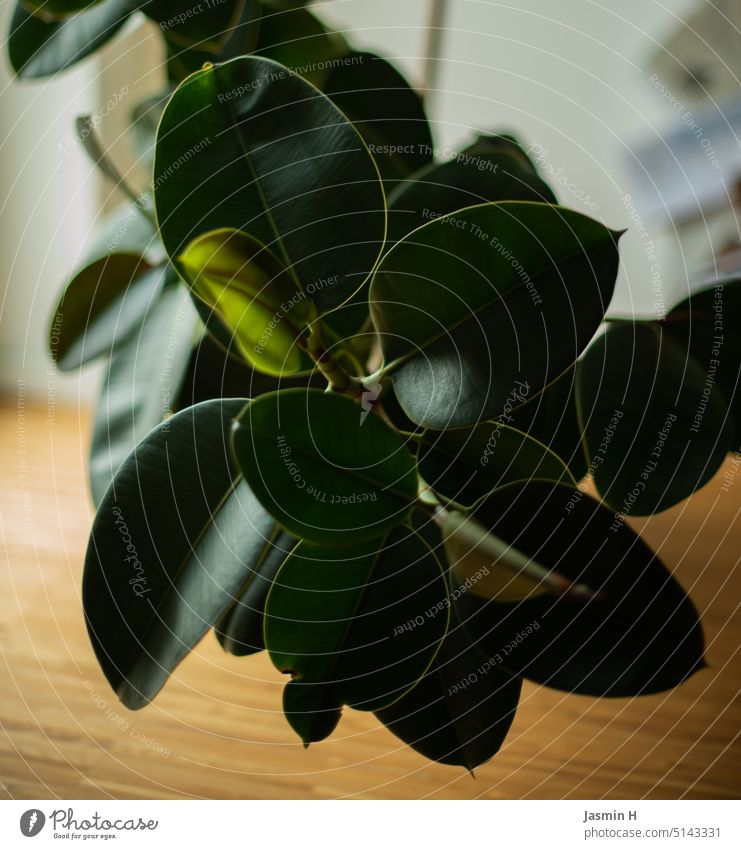 RUBBER TREE Rubber tree Green Colour photo Plant Deserted Foliage plant Leaf Interior shot Pot plant Day Houseplant Flat (apartment) Growth Living or residing