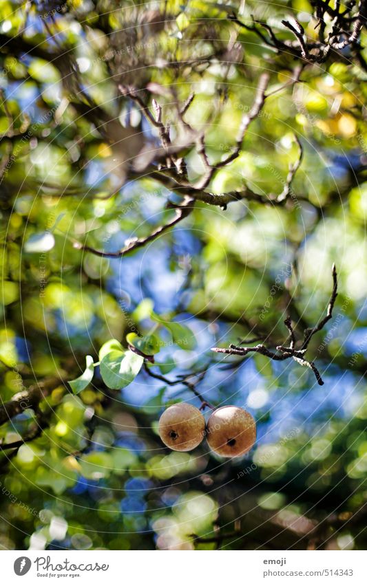 pear autumn Fruit Environment Nature Plant Animal Autumn Tree Fresh Healthy Natural Pear 2 Colour photo Exterior shot Deserted Day Shallow depth of field