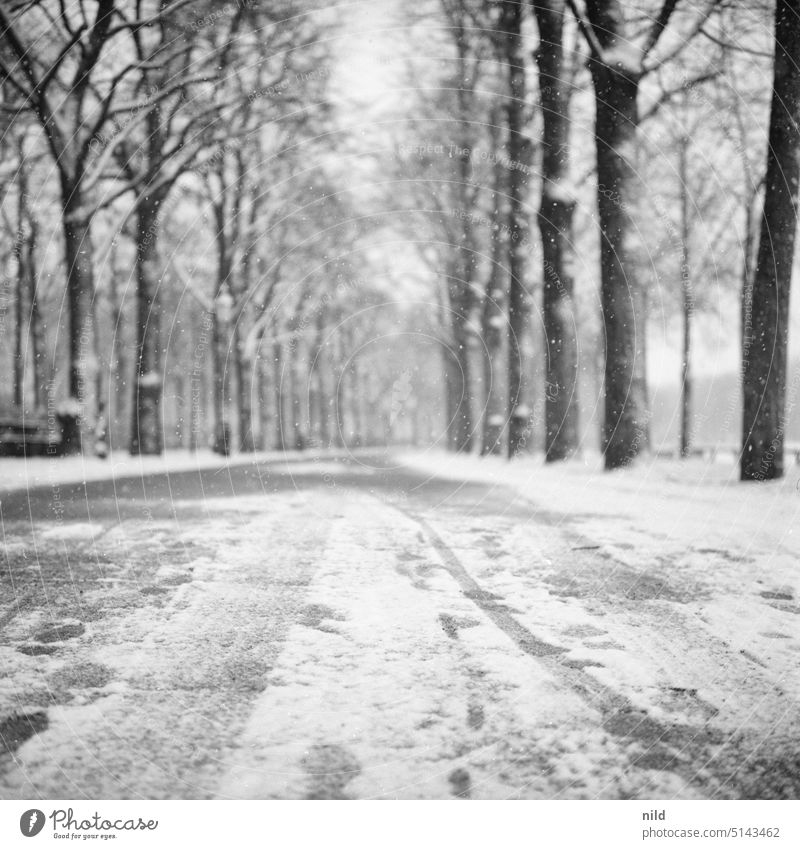 Snowy avenue at the Theresienwiese in Munich in winter Winter snowy Avenue Black & white photo Cold Lanes & trails Deserted Central perspective Frost Loneliness