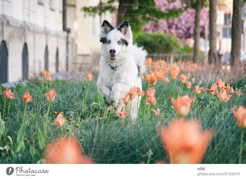 Beautiful elegant happy black and white dog running through tulip garden Dog Animal portrait Pet Elegant pretty Hound laika Exterior shot tulips Garden
