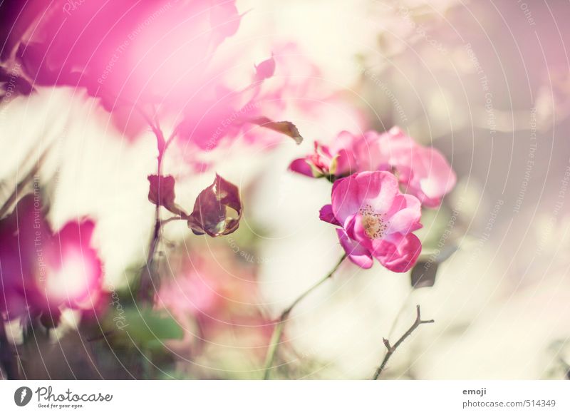 Spring in autumn Environment Nature Plant Flower Rose Blossom Fragrance Natural Pink Colour photo Exterior shot Close-up Deserted Day Shallow depth of field