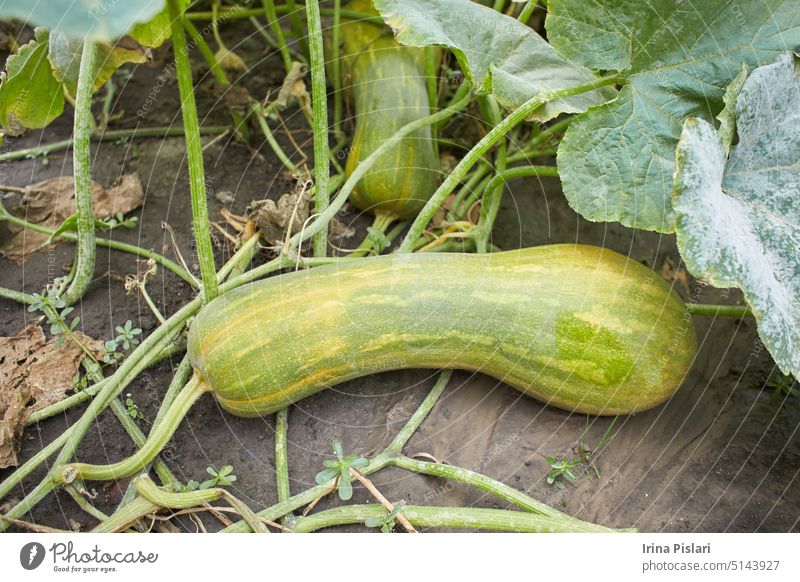 Fresh green Zucchini plant in a vegetable garden with fruits and flowers blossom bush close up closeup courgette courgette plant crop cultivated diet farm