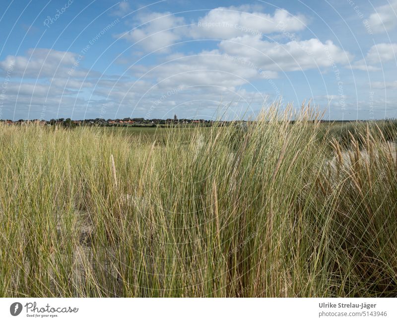 Ameland village view with dune grass and blue sky Village duene Marram grass Blue sky white clouds Sand North Sea Vacation & Travel Landscape Sky Nature Green