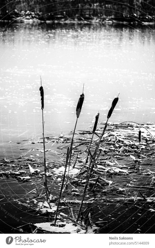 frozen river and frozen bulrush river grass reeds black fluffy frozen nature ice covered frost freeze cold straight swing Typha latifolia forest winter
