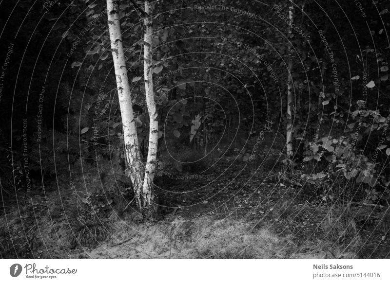 white birch in dark forest. gloomy double two trunks Forest Birch tree Nature Tree black and white monochrome White Tree trunk Birch wood Birch bark Growth