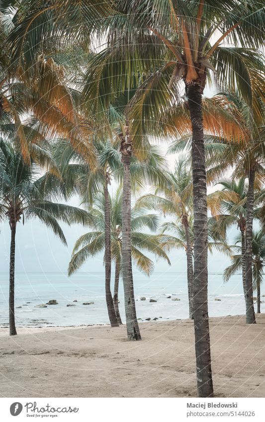 Tropical beach, color toning applied. island water tropical summer ocean retro sea sky nature landscape travel tree sand toned filtered palm coconut scenic day