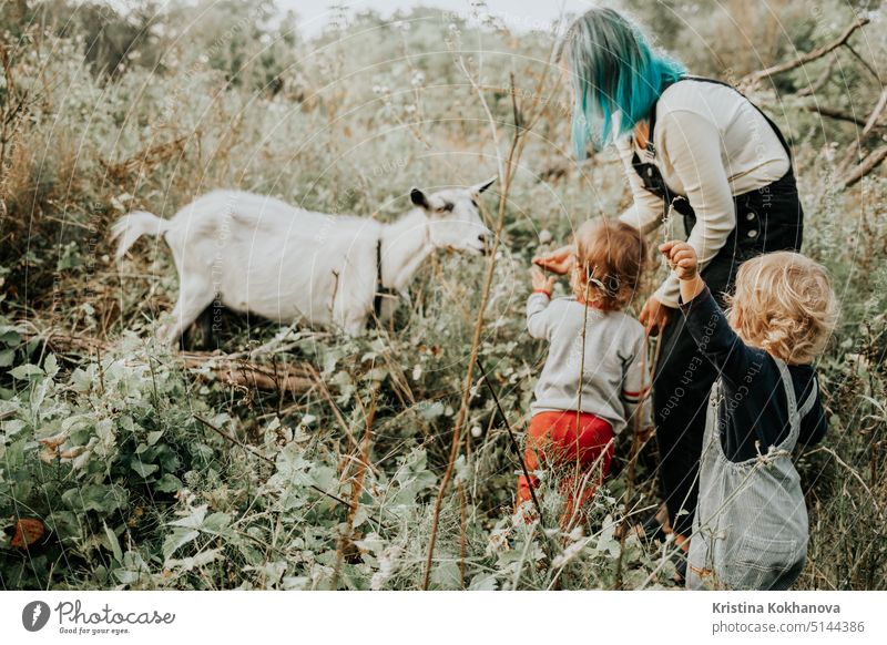 First meeting of toddler babies twins boys and white goat in nature. Summer field landscape with farm domestic animal. Nature and kids child person pet baby