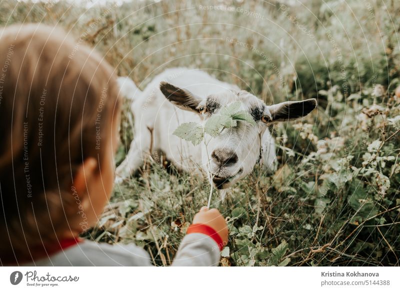 First meeting of toddler baby boy and white goat in nature. Child feeding nanny with grass. Summer field landscape with farm domestic animal. Nature and kids