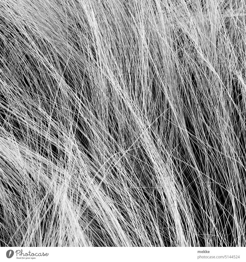 #222 of many blades of grass in a haystack Grass Meadow Muddled Haystack Nature Garden Close-up Growth Environment hair black-and-white wisps Movement Delicate