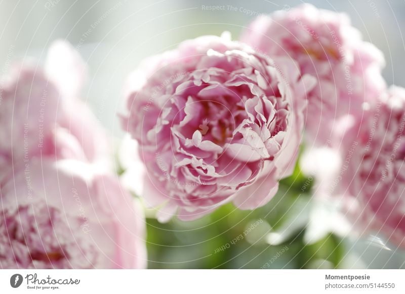 odor Flower Garden Blossom Macro (Extreme close-up) Nature Spring Summer Blossoming Pink naturally Delicate pretty Esthetic Plant Blossom leave Close-up