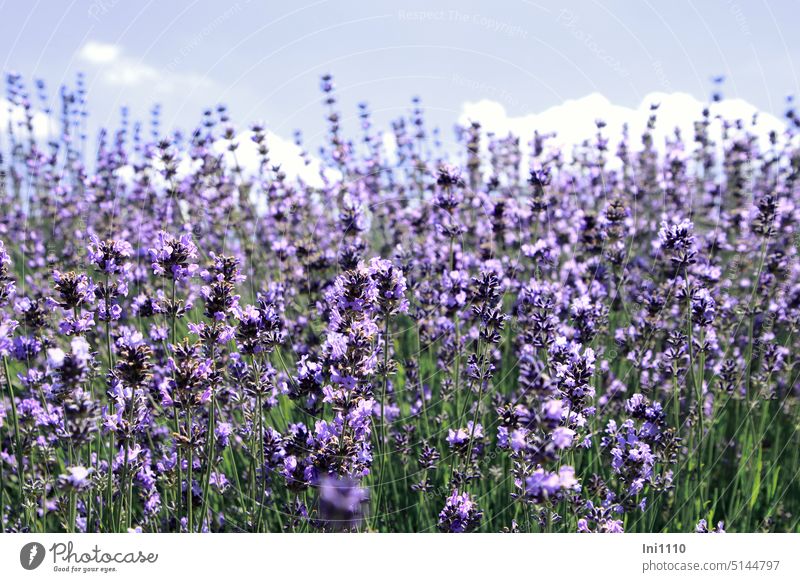 lavender Summer Plant half shrub Lavender bush Lavender field Oil extraction Lavender cultivation sea of blossoms Violet Fragrance Comforting relaxing remedies