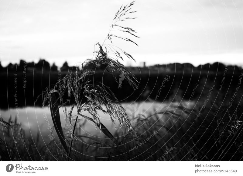 grass that blocks the view reed river landscape black and white Nature Common Reed Grass Landscape Plant reed grass Sky Blade of grass Water Lake Abstract