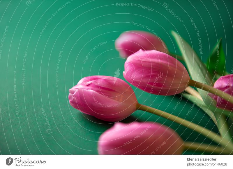 Pink tulips, space for writing. map Card greeting card Tulip background Floral Flower romantic Design Spring flowers Flowery pattern Poster striking
