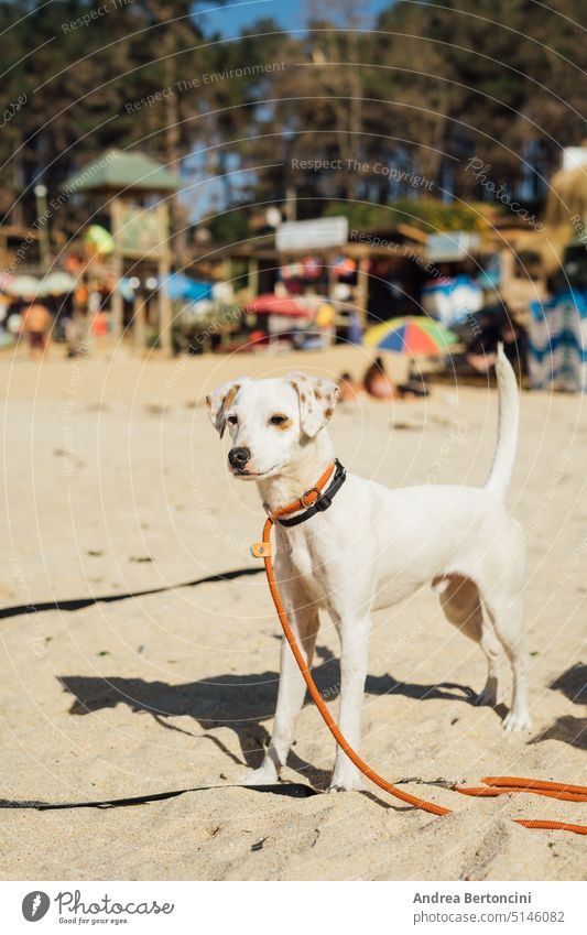Dog on a leash at the beach Puppy Leash Beach Summer Cute