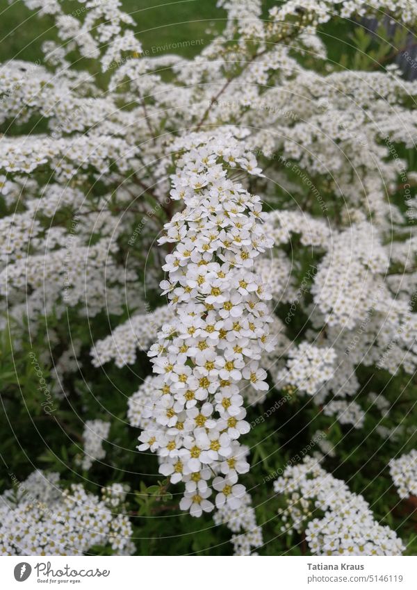 Bridal spar Spiraea x arguta White Blossom Flowering plant Plant Nature Spring Close-up
