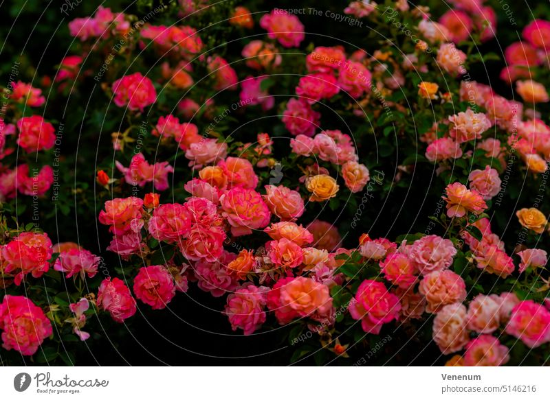 Many beautiful pink blooming roses, bold colors Flower flowers plant plants blossom blossoms stalk leaf leaves flower cup black and white Eurosiden I Rosiden