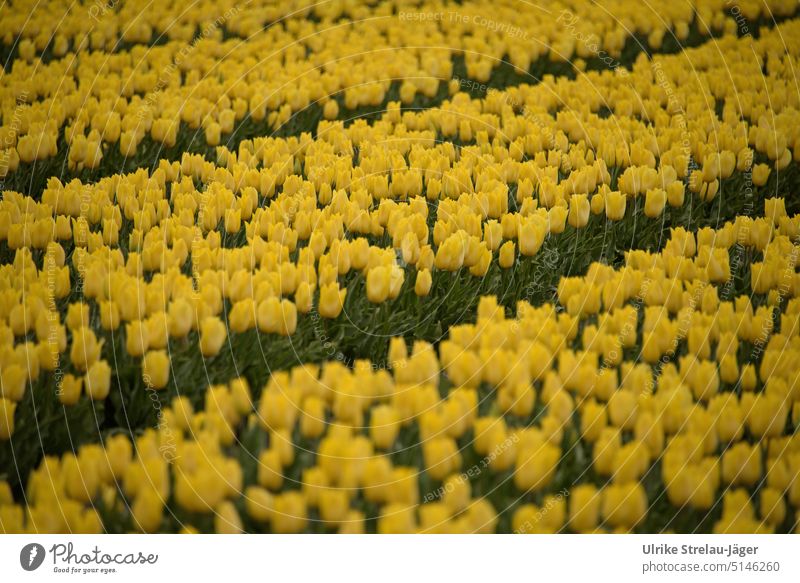 Tulip field yellow tulips Green Spring Tulip blossom flowers Flower Blossom Blossoming Plant Day Agriculture Colour photo Tulip rows furrows acre Tulip Acre