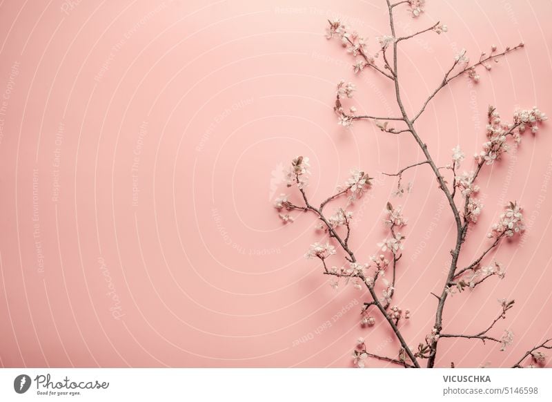 Beautiful springtime cherry blossom branches at pastel pink background beautiful frame design petal natural beauty floral nature