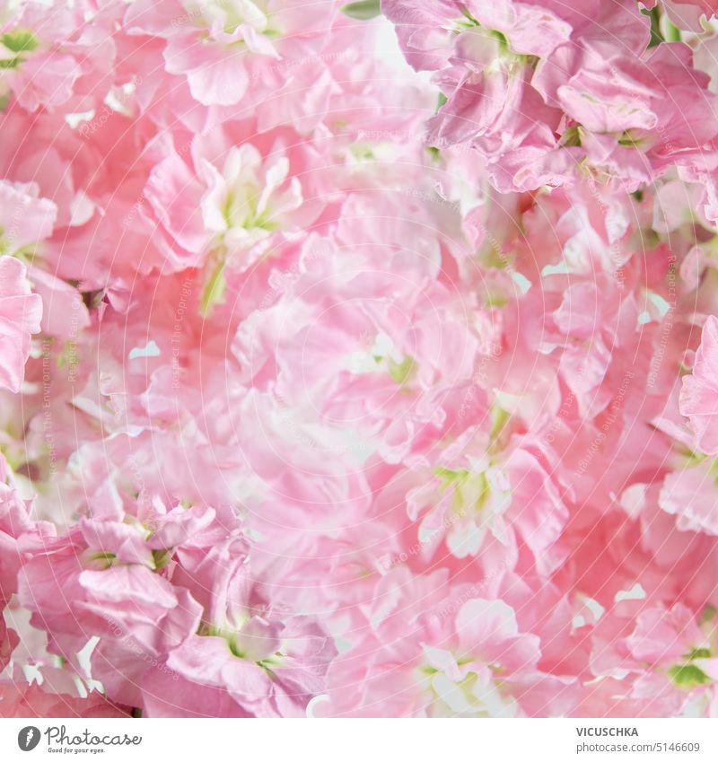 Pink floral background with petals, close up pink wallpaper texture blooming bud romantic wedding beauty bouquet beautiful natural nature flower