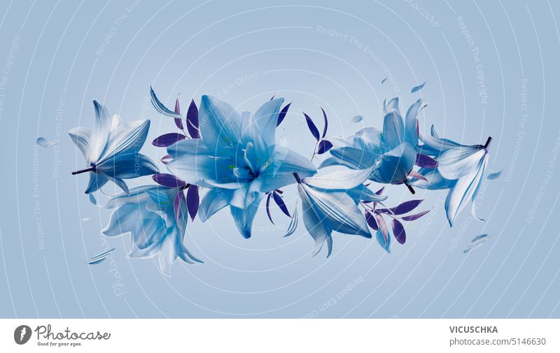 Lovely blue floral composing with flying lilies flowers and falling petals, border lovely objects levitation creative floating background bloom leaf design