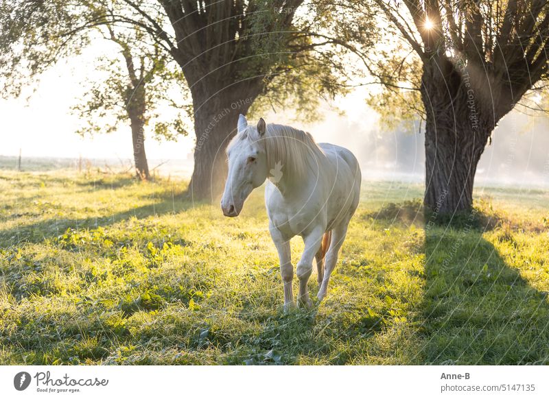 a white horse comes almost like a mythical creature out of the morning haze towards me, in the background old pastures and a little sun star Horse Mystic
