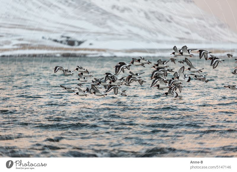 a flock of oystercatchers flies close over the water of the fjord , in the background a snow covered mountain Oyster catcher Flock Flying Foraging Bird birds