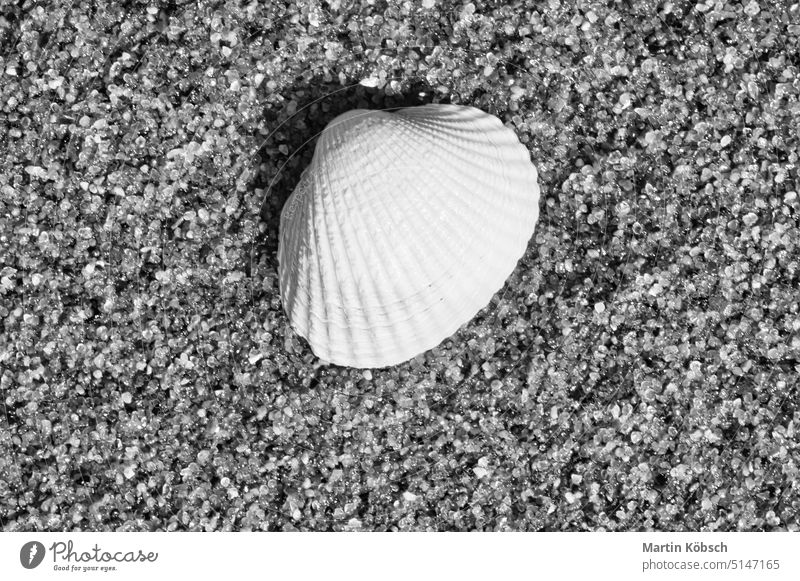 Shell in the sand on the beach of the Baltic Sea. Pebbles on the coast. Detail photo baltic sea detail background beautiful zingst closeup germany
