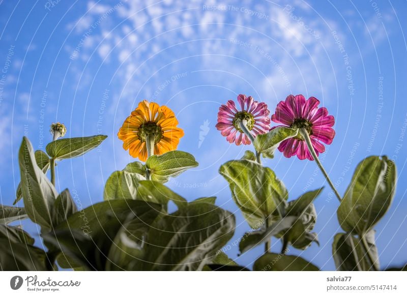 Zinnias from frog perspective, blue sky in background flowers zinnia Blossom Plant Blossoming Summer Flower Nature Close-up Garden Colour photo Sky Deserted
