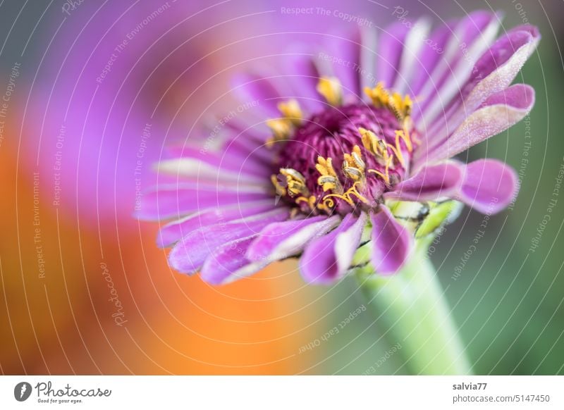 freshly opened, zinnia flower in purple flower bud Flower Blossom Garden Plant Nature unfolding Colour photo Macro (Extreme close-up) summer flower Close-up
