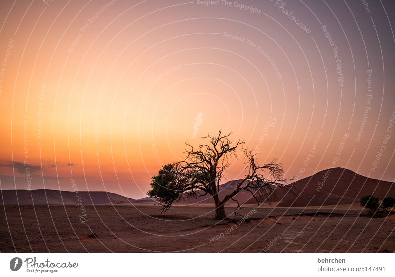 *3 9 0 0* where does the darkness go when the day begins... Light Shadow Sossusvlei Exterior shot Sesriem dune 45 Sand Desert Africa Namibia Far-off places