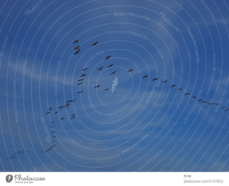 Überflieger – Flug der Kraniche am Abend zu den Futterplätzen vor tiefblauen Himmel mit Wolkenschleiern Kraniche ziehen Vogel Vögel Zugvogel Vogelzug