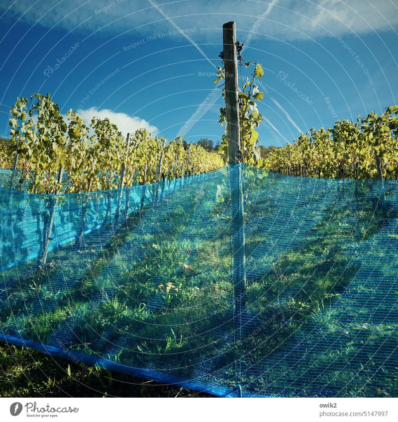 Blue green landscape Wine growing Vine tendril viticulture leaves Agricultural crop Winery Plant tarpaulin Barrier Protection spanned Moselle