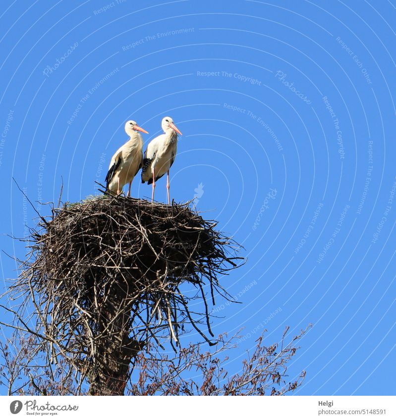 Pair of storks in nest against blue sky Stork White Stork Couple Stork pair Nest Eyrie Sky Blue Stand Spring Bird Animal Exterior shot Wild animal Deserted