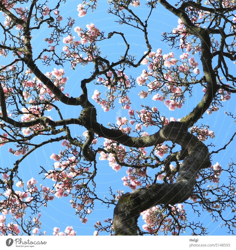 bizarre old branches of magnolia tree with many pink magnolia flowers against blue sky Magnolia blossom Magnolia tree Branch Old Bizarre Spring spring blossoms