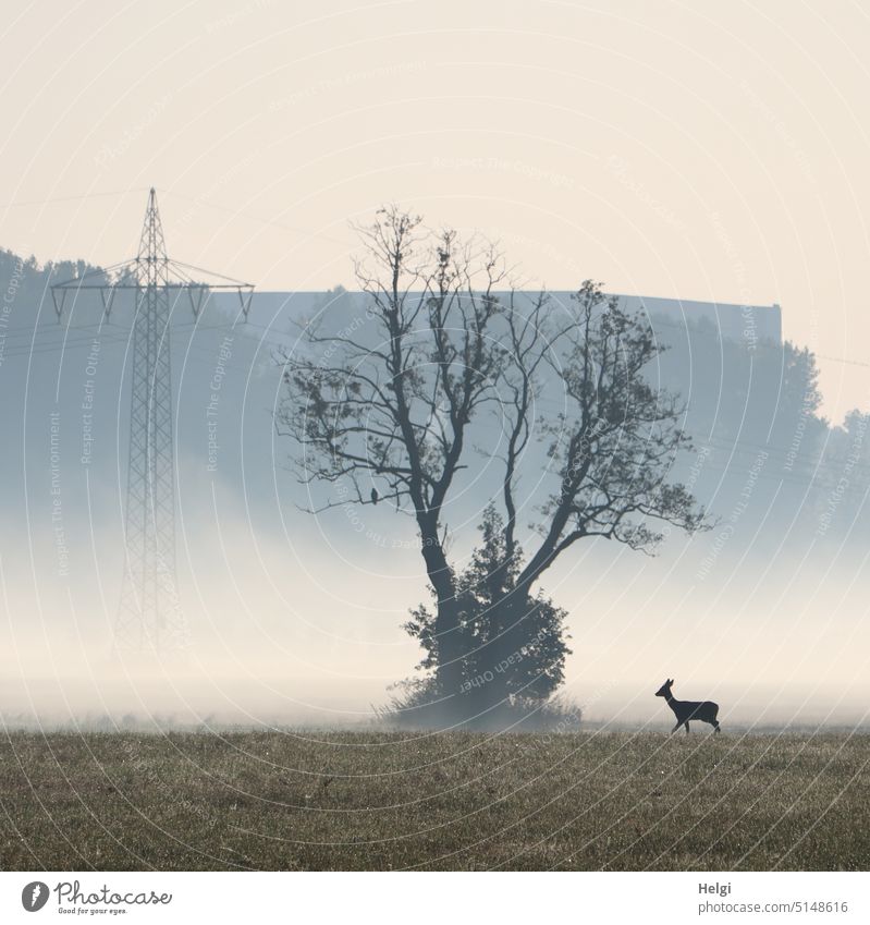Doe on the way in morning fog with tree grown exceptionally Fog Morning fog early morning mist Tree Roe deer Silhouette foggy in the morning Landscape Nature