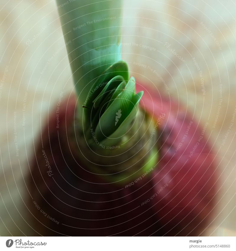 Amaryllis bulb, regrowing leaves Bulb Flower Macro (Extreme close-up) Blossom leave Close-up Plant Detail blurred Shallow depth of field unfolding wax Growth